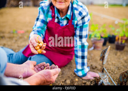 Senior couple planting onions in their garden into soil Stock Photo