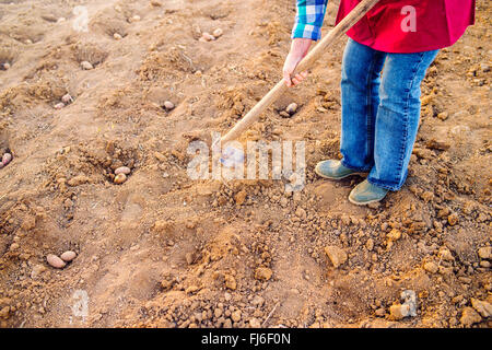 Unrecognizable senior woman planting potatoes in a row into gro