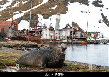 Elephant Seal (Mirounga leonina) adult male at old whaling station Grytviken, South Georgia Stock Photo