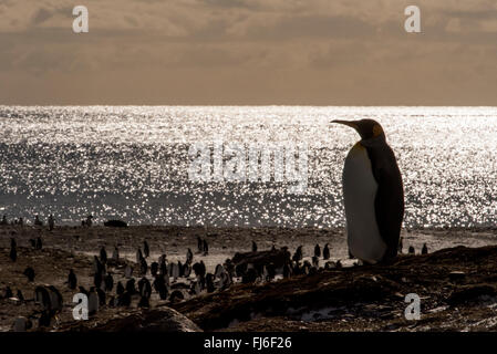 King Penguin (Aptenodytes patagonicus) adults on the beach at dawn Gold Harbour, South Georgia Stock Photo