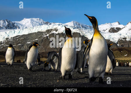 King Penguin (Aptenodytes patagonicus) adults on the beach Gold Harbour, South Georgia Stock Photo