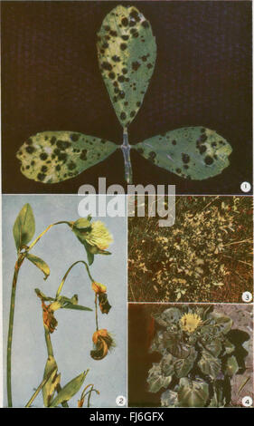 Diseases of field crops in the Prairie Provinces (1957) Stock Photo