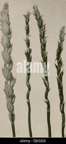 Diseases of field crops in the Prairie Provinces (1957) Stock Photo