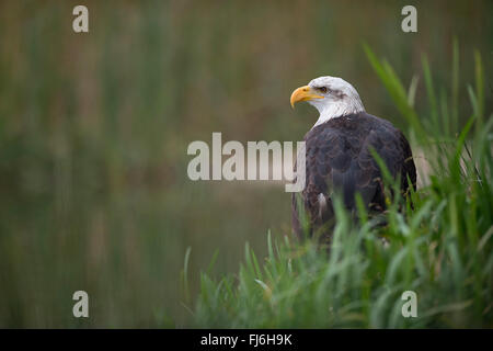 Bald Eagle / American Eagle ( Haliaeetus leucocephalus ) sits in green vegetation of a swamp close to a stretch of water. Stock Photo