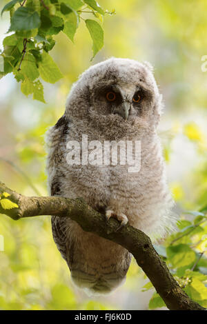 Long-eared Owl ( Asio otus ) in spring, fledgling, sits in a birch tree, beautiful eyes, surrounded by bright colored leaves. Stock Photo