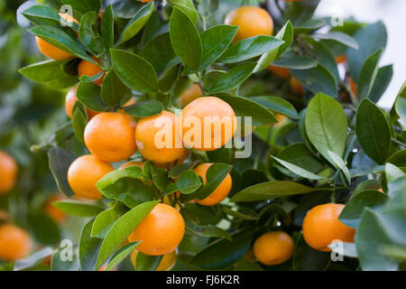 Citrus x microcarpa. Calamondin orange growing in a protected environment. Stock Photo