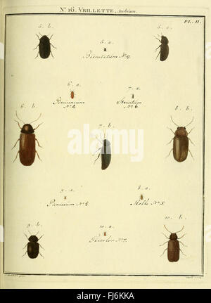 Entomologie, ou, Histoire naturelle des insectes (No. 16 Vrillette Pl. II)