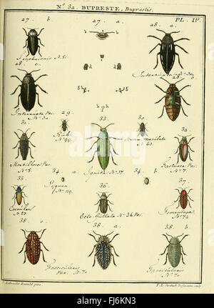 Entomologie, ou, Histoire naturelle des insectes (No. 32 Bupreste Pl. IV) Stock Photo