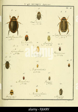 Entomologie, ou, Histoire naturelle des insectes (No. 40 Dytique Pl. II) Stock Photo