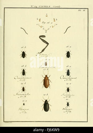 Insect Field Work An illustrated work on insects, focusing on beetles and butterflies ...