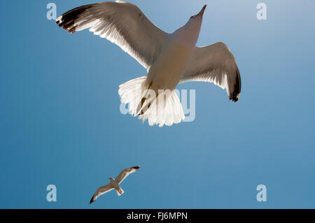 two seagulls in flight with blue sky Stock Photo