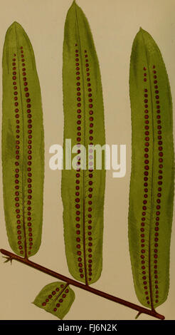 An illustrated study of British and exotic ferns, focusing on their ...