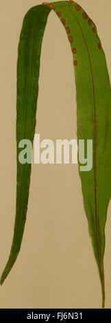 Illustrated botanical study of British and exotic ferns, detailing ...