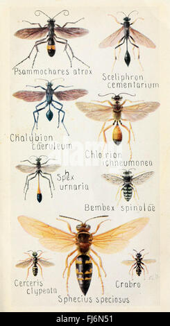 Insect Field Work A field guide to insects of the United States, providing identification ...
