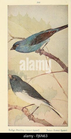 Field Book of Wild Birds and Their Music, documenting bird species and ...