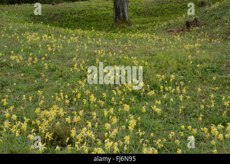 Chalk grassland habitat covered with hundreds of cowslips (Primula veris) in Hampshire, England, UK Stock Photo
