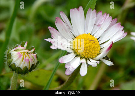 Close-up of common daisies (Bellis perennis), UK Stock Photo