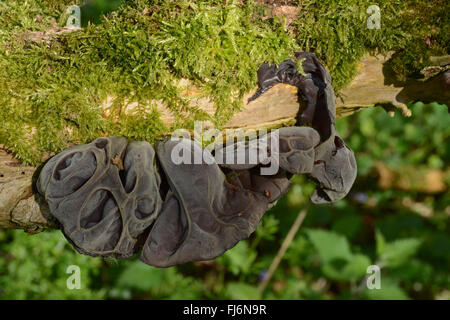 Jelly ear fungus or wood ear fungus (Auricularia auricula-judae) on tree in Hampshire, England. UK