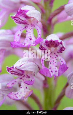 Military orchid (orchis militaris) close-up at Homefield Wood in Buckinghamshire, England, UK Stock Photo