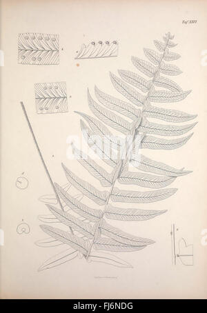 Filices, Horti Botanici Lipsiensis, Leipzig, L. Voss, 1856, ferns ...