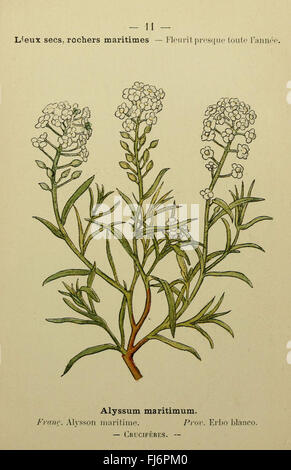 A botanical field guide illustrating plant species along the ...