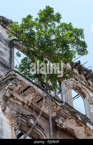 Old building destroyed by time with tree on balcony - Havana, Cuba Stock Photo
