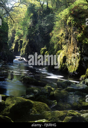 Fairy Glen Ffos Noddyn Picturesque ravine in river Conwy valley near Betws-y-Coed in spring Conwy County North Wales UK Stock Photo