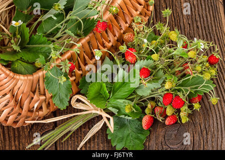 wild strawberry basket