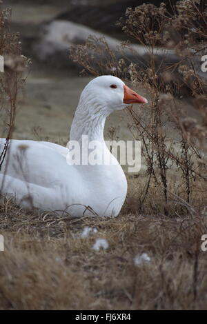 Nesting Snow Goose. Stock Photo