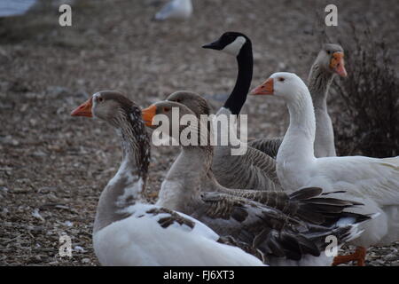 Gaggle of geese. Stock Photo