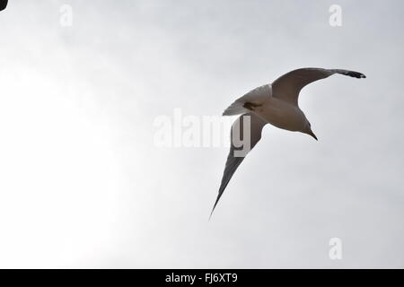 Lone gull. Stock Photo