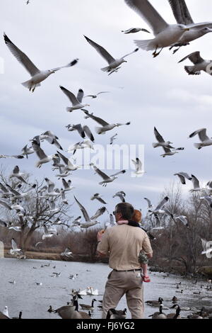 Father and son feeding seagulls at the park. Stock Photo