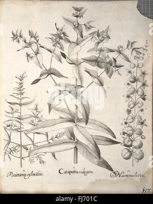 An important pre-Linnaean botanical work featuring detailed ...