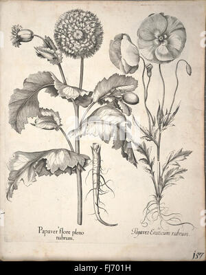 A detailed botanical work from the pre-Linnaean era, featuring a ...