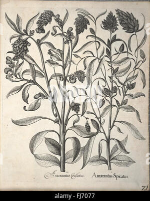 A botanical work illustrating the plant species found in the Americas ...