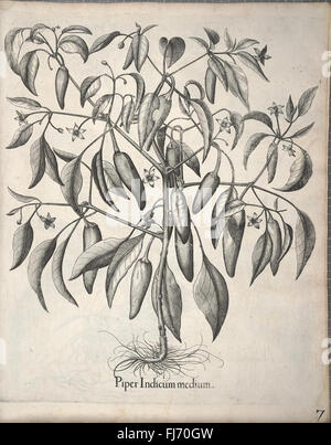 A botanical work illustrating plant species from Asia, showcasing ...