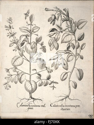 An early botanical work illustrating plant species, flowers, and shrubs ... image.