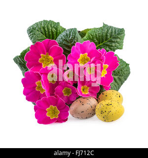 Easter Decoration Pink  Flowers Primrose Stock Photo