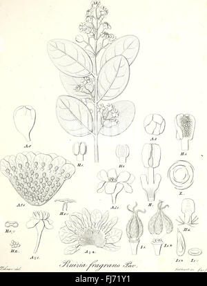 An early botanical work illustrating plant species, flowers, and shrubs ...