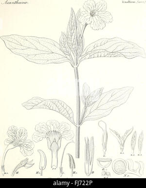 A botanical work detailing a variety of plants, flowers, and species ...