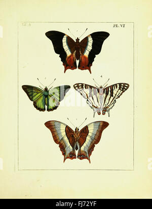 Illustrated study on entomology, depicting various insect species with ...