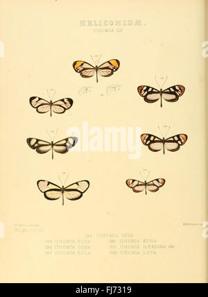 Illustrations of new species of exotic butterflies (Heliconidae- Ithomia) Stock Photo