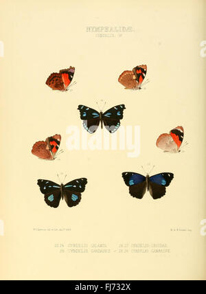 Illustrations of New Species of Exotic Butterflies Stock Photo