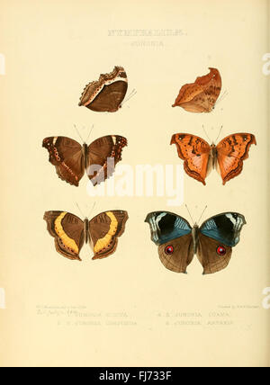 Illustrations of new species of exotic butterflies (Nymphalidae- Junonia) Stock Photo