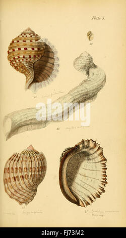 A foundational work on conchology, the study of mollusks and shells ...