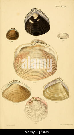 A foundational work on conchology, the study of mollusks and shells ...