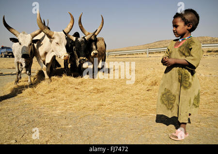 Girl with cattle threshing teff in the Tigray Region, Ethiopia Stock Photo