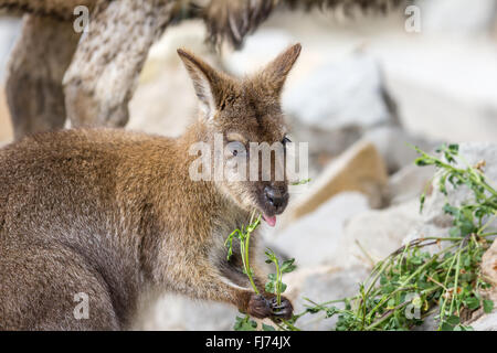 kangaroo eating grass on a safari park Stock Photo