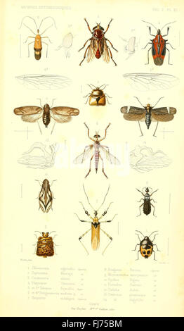 Archives entomologiques, ou, Recueil contenant des illustrations d'insectes nouveaux ou rares (Pl. XI) Stock Photo