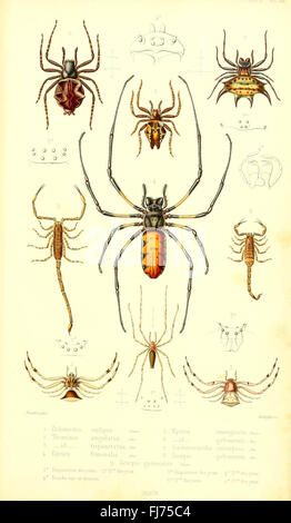 Archives entomologiques, ou, Recueil contenant des illustrations d'insectes nouveaux ou rares (Pl. XII) Stock Photo